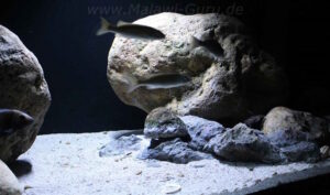 1050 Liter Nonmbuna Becken