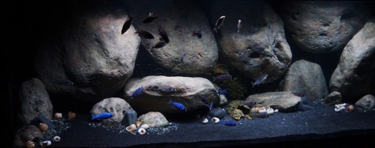 1078 Liter Sandzone Aquarium