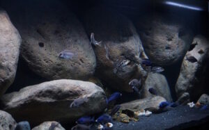 1078 Liter Sandzone Aquarium