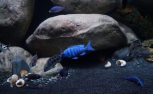 1078 Liter Sandzone Aquarium