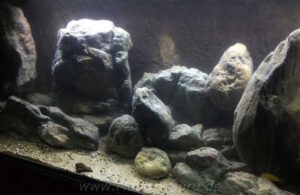 1080 Liter Becken mit Mbuna