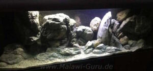 1080 Liter Becken mit Mbuna