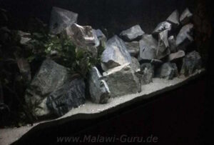 1080 Liter Becken mit Mbuna