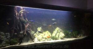 1080 Liter Becken mit Mbuna