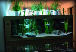 1280 Liter Malawisee Aquarium
