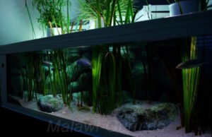 1280 Liter Malawisee Aquarium