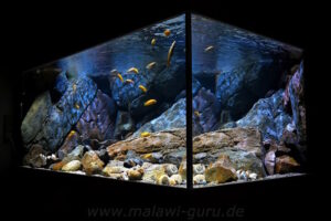 1344 Liter Mbuna Becken