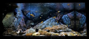 Aquarienbeispiele aus der Übergangszone mit Mbuna-Arten.