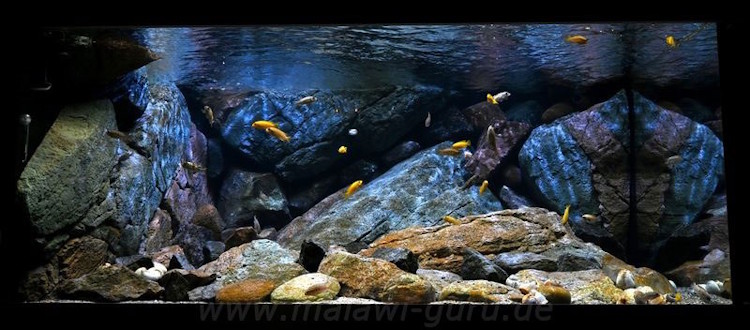 1344 Liter Mbuna Becken