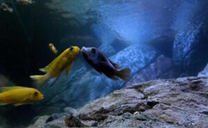 1344 Liter Mbuna Becken