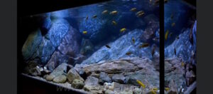 1344 Liter Mbuna Becken