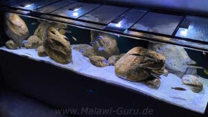 1456 Liter-Nonmbuna Aquarium