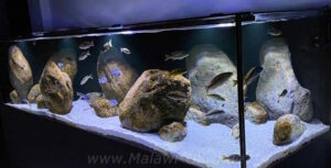 1456 Liter-Nonmbuna Aquarium