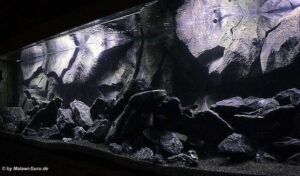1470 Liter Mbuna Becken