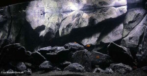 1470 Liter Mbuna Becken