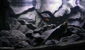 1470 Liter Mbuna Becken
