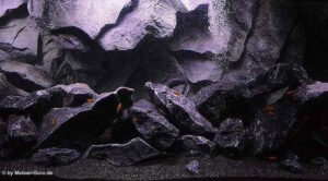 1470 Liter Mbuna Becken