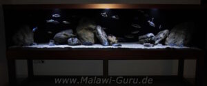 1680 Liter-Malawisee Aquarium