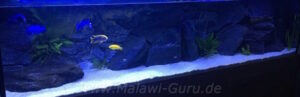Älteres Beispiel! 576 Liter Malawi-Aquarium