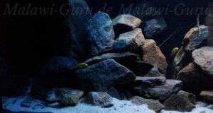 250 Liter Mbuna Becken