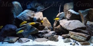250 Liter Mbuna Becken