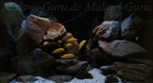 250 Liter Mbuna Becken