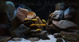 250 Liter Mbuna Becken