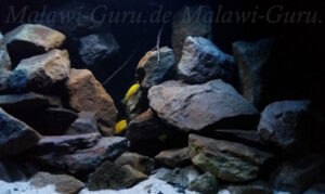 250 Liter Mbuna Becken
