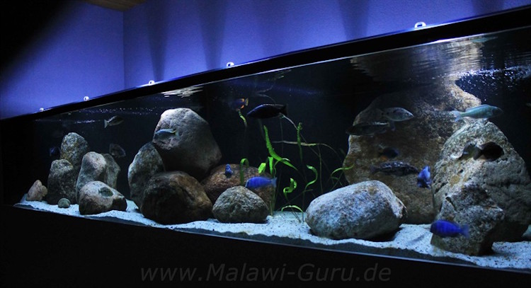 2900 Liter Nonmbuna Aquarium