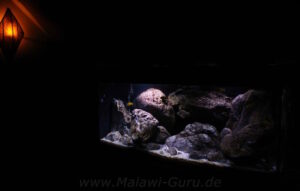 300 Liter Artenbecken-Mbuna