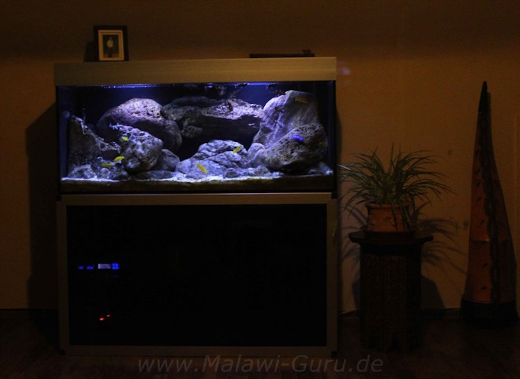 300 Liter Artenbecken-Mbuna