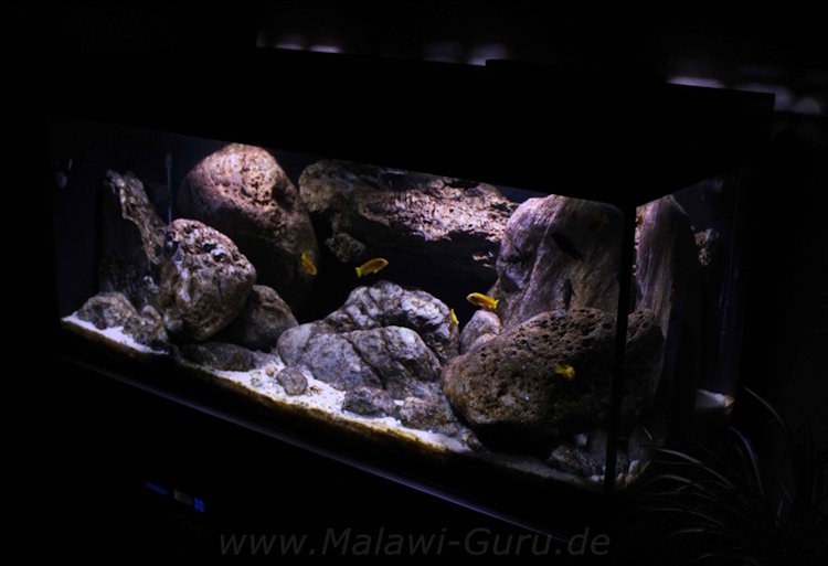300 Liter Artenbecken-Mbuna