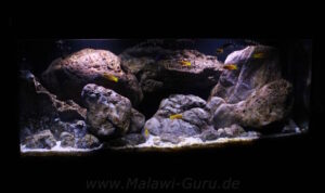 300 Liter Artenbecken-Mbuna