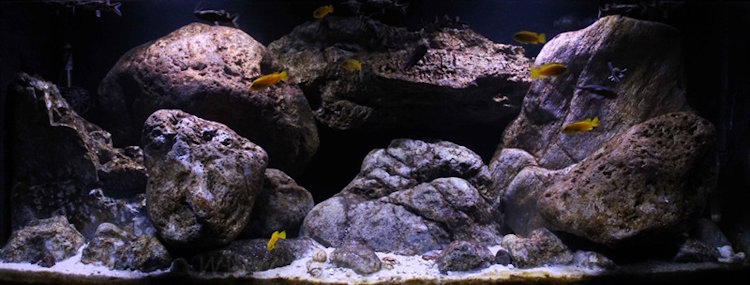 300 Liter Artenbecken-Mbuna