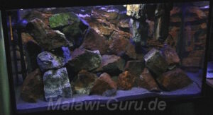 300 Liter Mbuna Becken