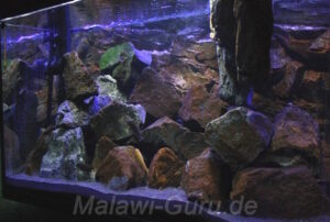 300 Liter Mbuna Becken