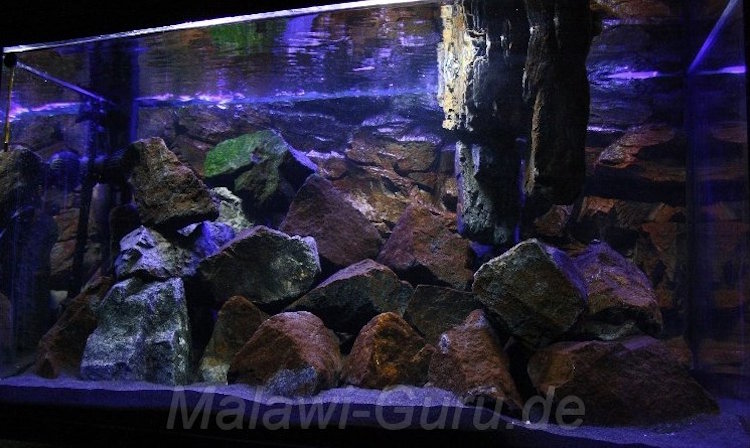 300 Liter Mbuna Becken