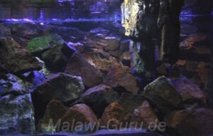 300 Liter Mbuna Becken