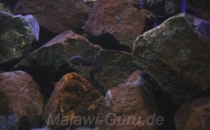 300 Liter Mbuna Becken