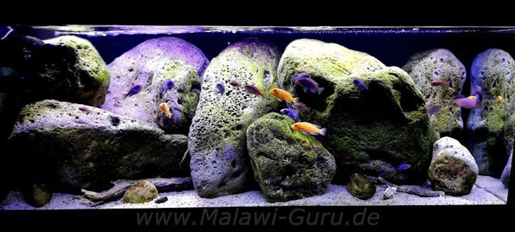 325 Liter Felszone Mbuna Becken