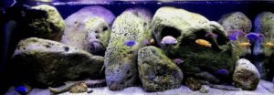 Mbuna-Felszone – 325 Liter 325 Liter Felszone Mbuna Becken