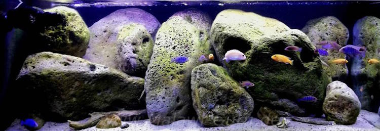 325 Liter Felszone Mbuna Becken