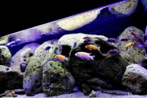 325 Liter Felszone Mbuna Becken