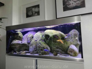 325 Liter Felszone Mbuna Becken