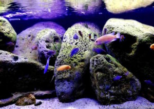 325 Liter Felszone Mbuna Becken