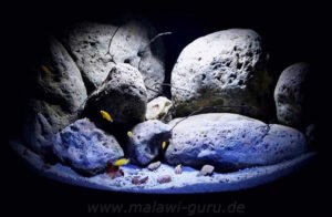 350 Liter Trigon-Mbuna Becken
