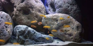 360 Liter Mbuna Becken