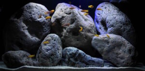 360 Liter Mbuna Becken