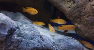 360 Liter Mbuna Becken