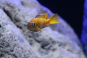 360 Liter Mbuna Becken